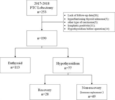 The Recovery of Thyroid Function in Low-Risk Papillary Thyroid Cancer After Lobectomy: A 3-Year Follow-Up Study